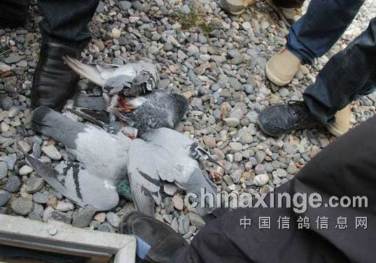 ¤�Ͼ������룺6����������(ͼ)