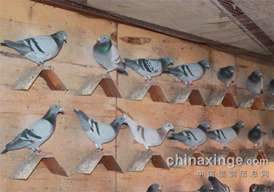 ������ṫ�｡��״̬(ͼ)