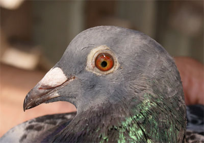 ��ݸ500����񽱸��������۸�