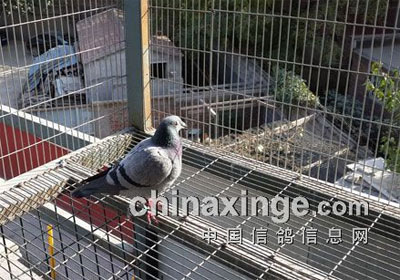 ����ʯ��ɽ�رȶ��عھ����(ͼ)