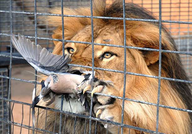 ��Ϳ���롱ʨ������(ͼ)