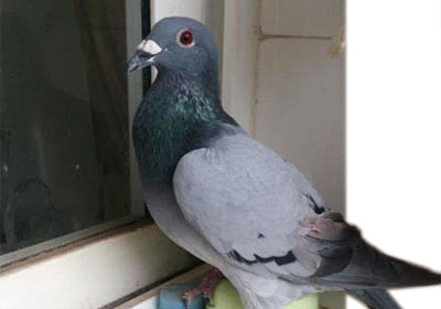 ��������Ѱ�� �Ÿ�Э�᲻��(ͼ)