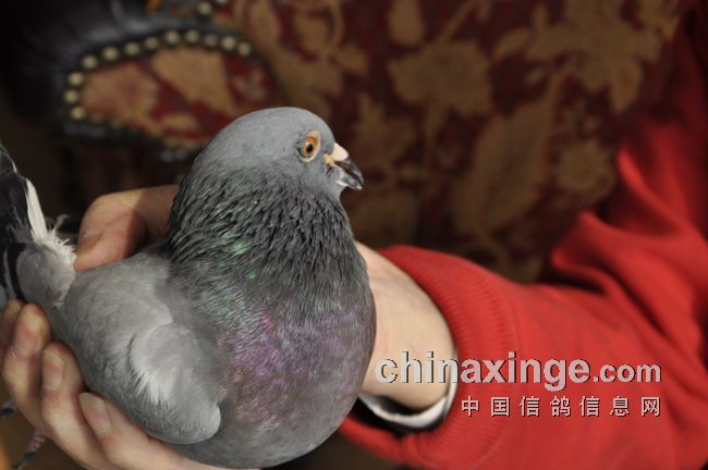 �ж�����֮Ů���ỳ