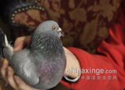 �ж�����֮Ů���ỳ