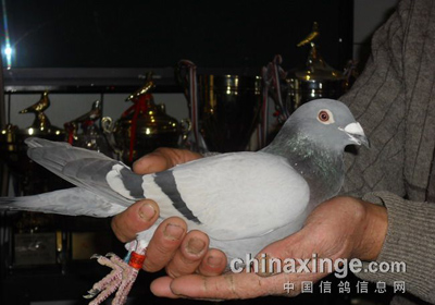 �Ϻ�ǰ���ر�����������������ٴ��Ѽ�(ͼ)