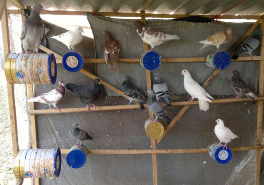 ���޵��ܼ� ����������(ͼ)