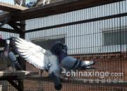 �ֻ���������(ͼ)