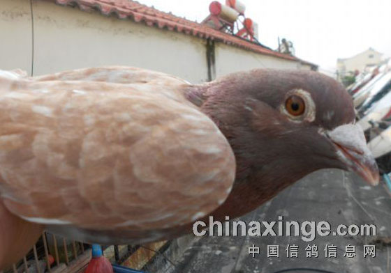 Ļ���ŴƸ룺ʧ�����෵�¼�(ͼ)