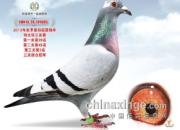 ���豭���ظ���ǰ��ʮ������(ͼ)