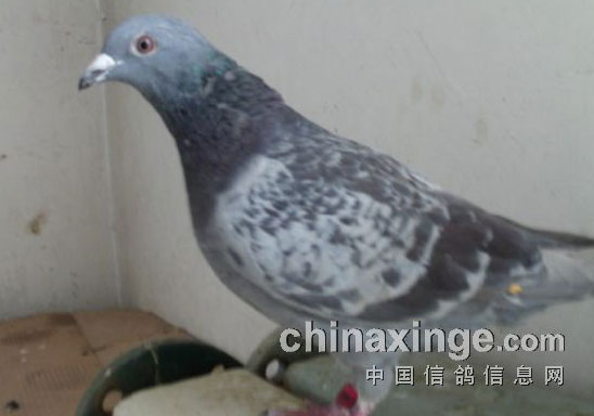 �Ჱ�����ʱ�ܻؼ�(ͼ)