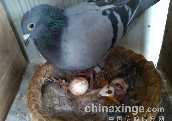 �ָ븴���(ͼ)