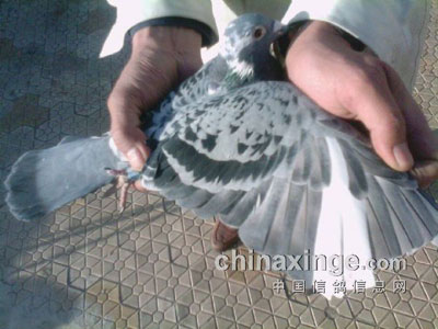 �����˴���������