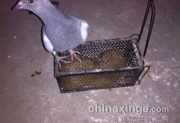 ������ͷ�϶�������(ͼ)