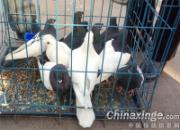 ɽ����ͬ����(ͼ)