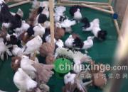 ��ʮ�����ȷ�����չʾ���Ļ(ͼ)