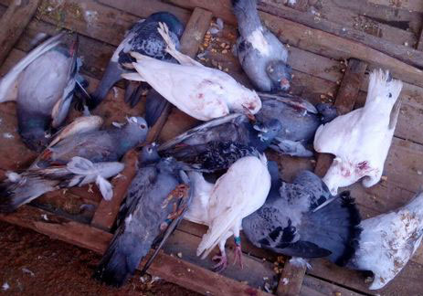 ���վ�ϲ�����Ӽ�������(ͼ)