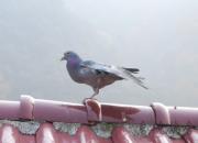 ���ո�������(ͼ)