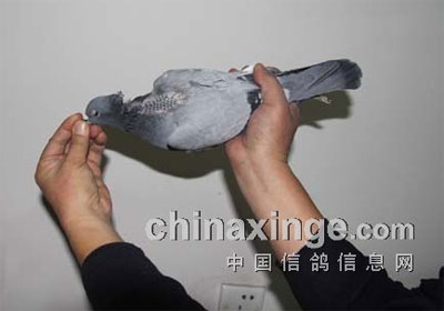 ɹɹ�ӹ�����صĳٹ��(ͼ)