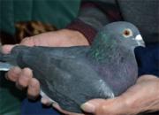 ר������ǰ����˳����ʦ���������Ĺ��(��)