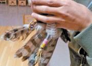 ���Ÿ��㻷��ȸӥ (ͼ)