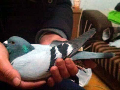 ����ʮ����鳲��768(ͼ)