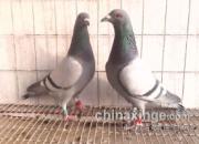 �ٹ���������(ͼ)