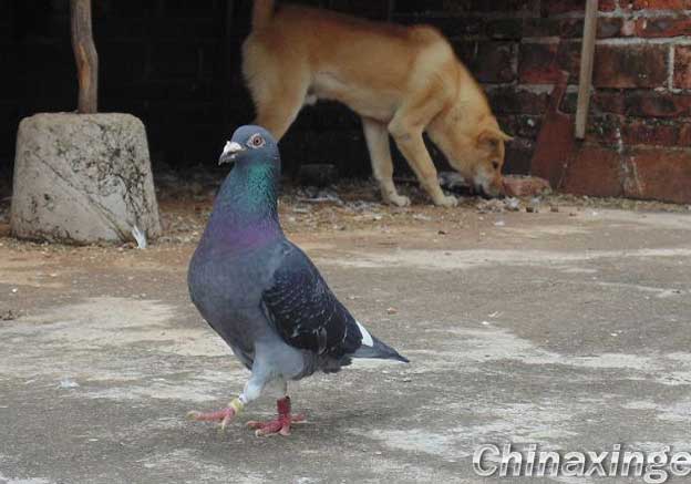 ������ĸ���(ͼ)