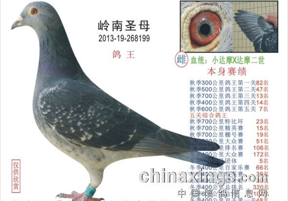ÿվ�鳲�������������(ͼ)