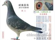 ÿվ�鳲�������������(ͼ)