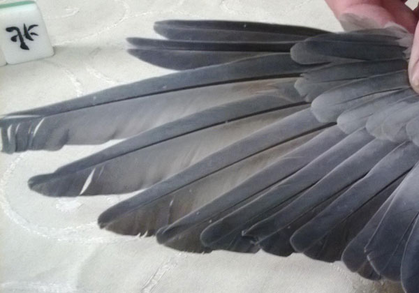 ��˹���ٹ��(ͼ)