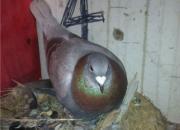 ��������ϴ��İ���ҷɼ���(ͼ)