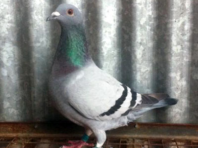 90������������2��1��1��(ͼ)