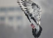 ѩ�����֮����ͷ¶β��(ͼ)