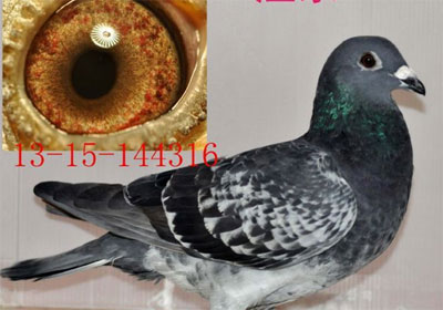 ��˳�˵ı���5����7911(ͼ)