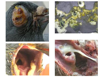 ��֧ԭ�岡��Ԥ��������(ͼ)