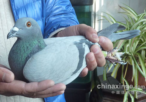 �߷��Ϻ��ֶ��ھ���������(ͼ)