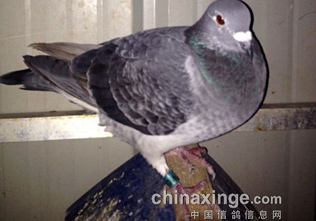 ɹɹ13����ָ������(ͼ)