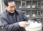 ��Ѯ���ѣ����������й鳲��