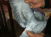 �ý���������ë����(ͼ)