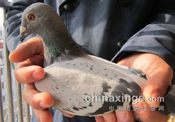 �ι��߷���̨ɽ��������ھ����ϸ�ҵ(ͼ)