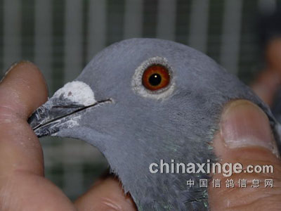 ���蹫��ھ�����ʮ����Ԫ(ͼ)