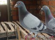 �������һ�����ۣ�ȫ���帲û(ͼ)