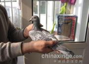 Ԫ���齱�صȽ���������(ͼ)