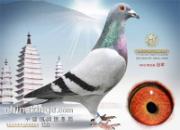 ���ź���߹鳲�����Ʒ������ǰʮ��(ͼ)