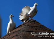 �����еĸ���(ͼ)