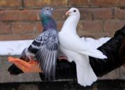 һ�Ը��ӵİ������(ͼ)