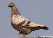 ����Բ���� ��֪������(ͼ)