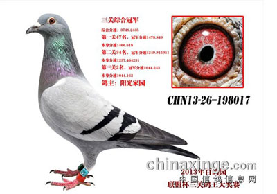 �ߴ��ϣ��̵�2013�깫��ھ�������(ͼ)