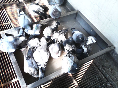 ������Ҳ������ϴϴ��