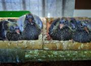 ����µġ��롱����·